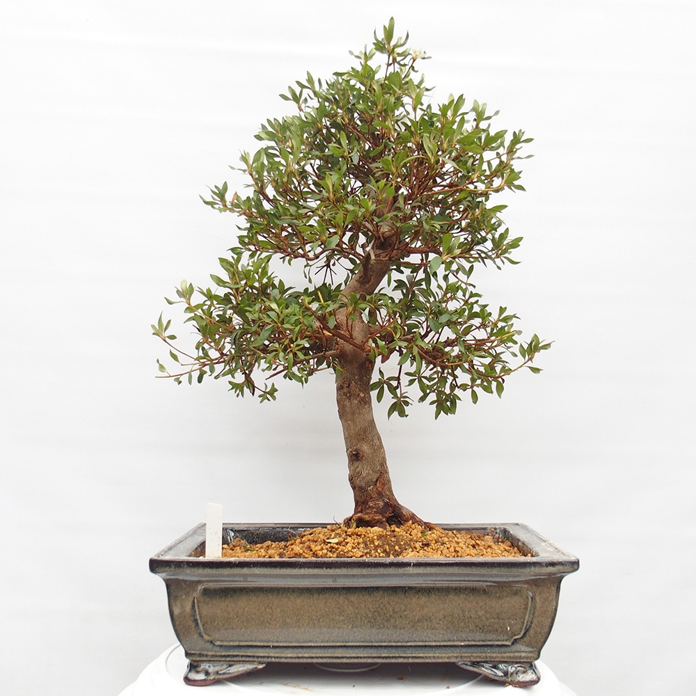 Bonsai zewnętrzne - Azalia japońska - Azalia CHIHIRO