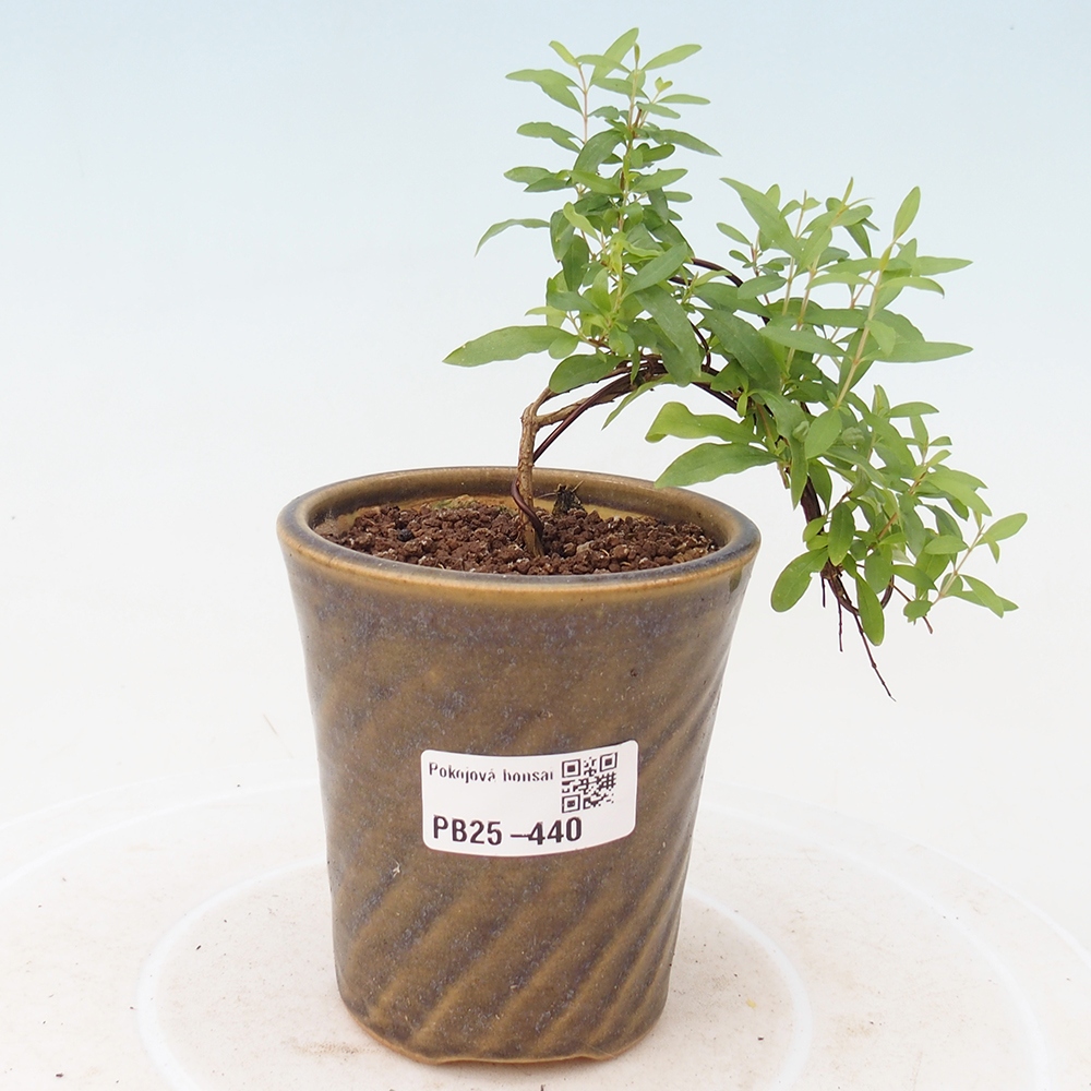 Pokój bonsai-Punica granatum -Granat