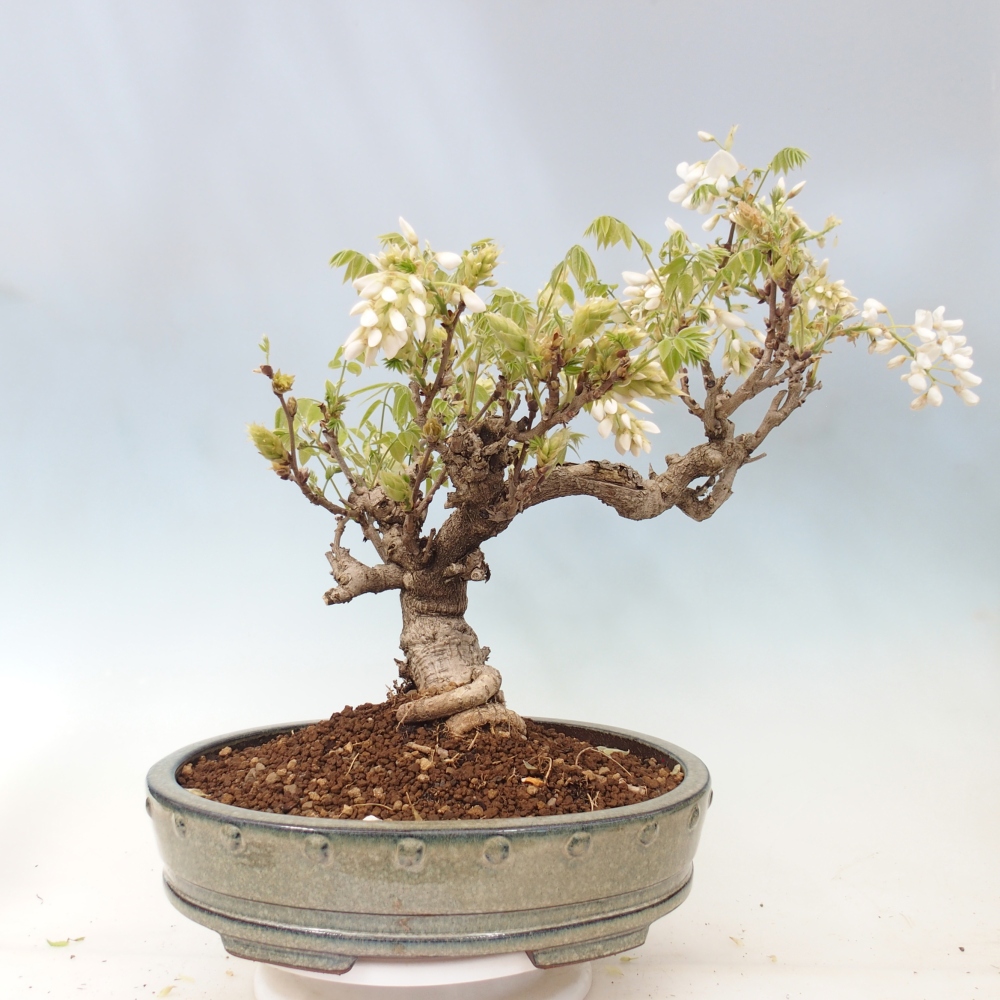 Bonsai zewnętrzne - Vistaria - Wisteria