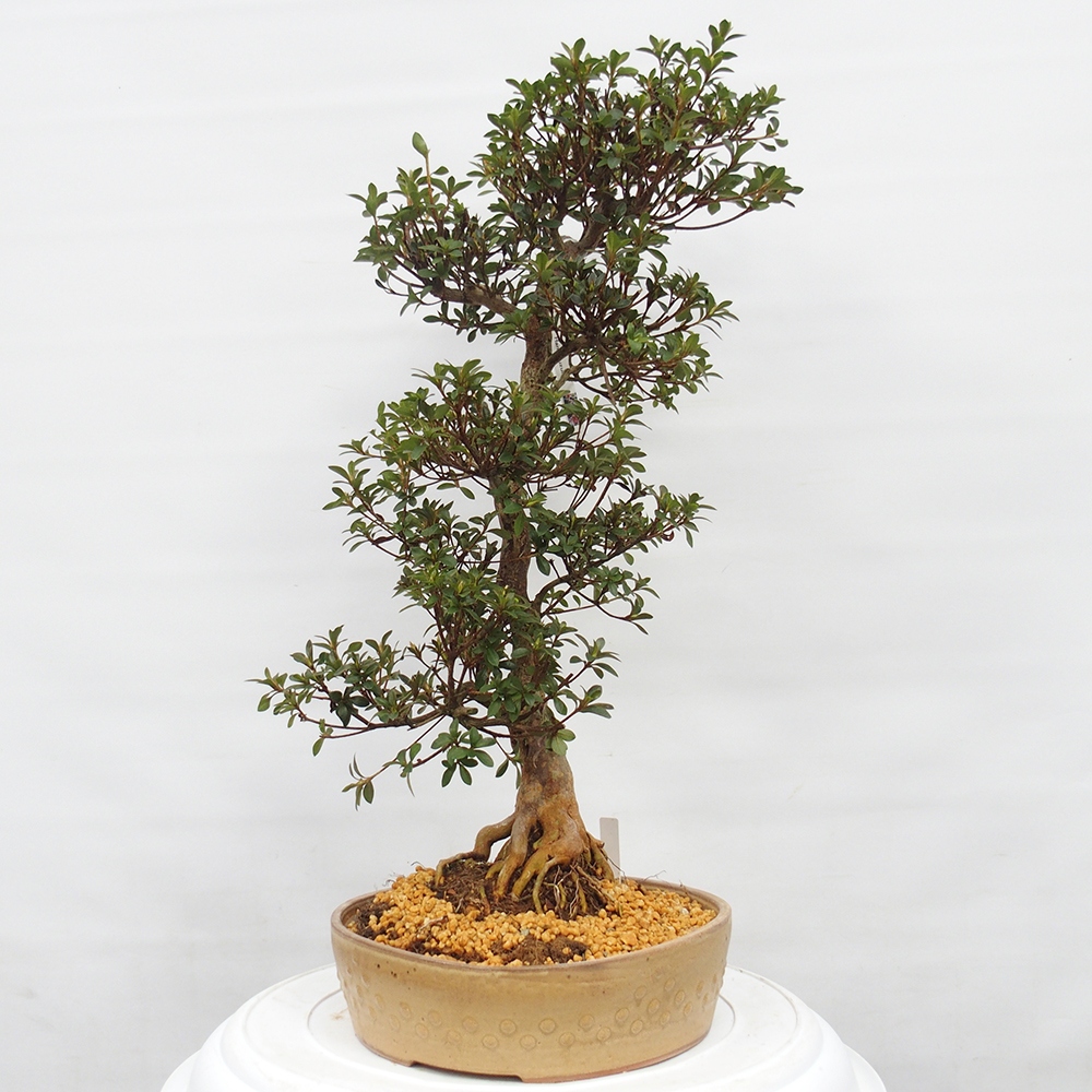 Bonsai zewnętrzne - Azalia japońska - Azalia Hanatsuzuri