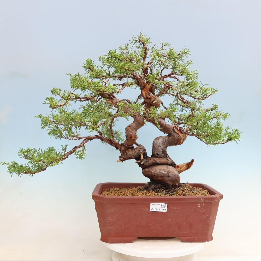 Bonsai ogrodowe – Juniperus chinensis Itoigawa – jałowiec chiński