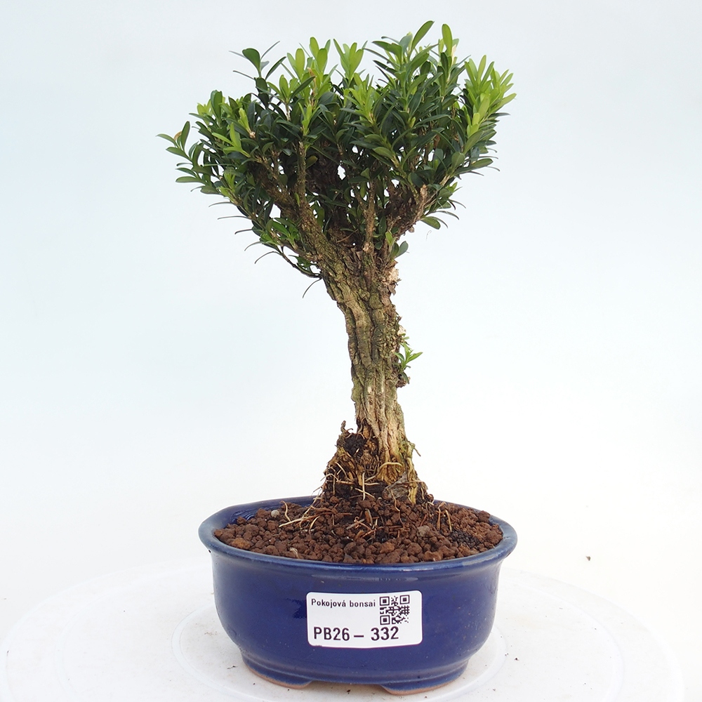 Pokój bonsai - Buxus harlandii - buxus korkowy