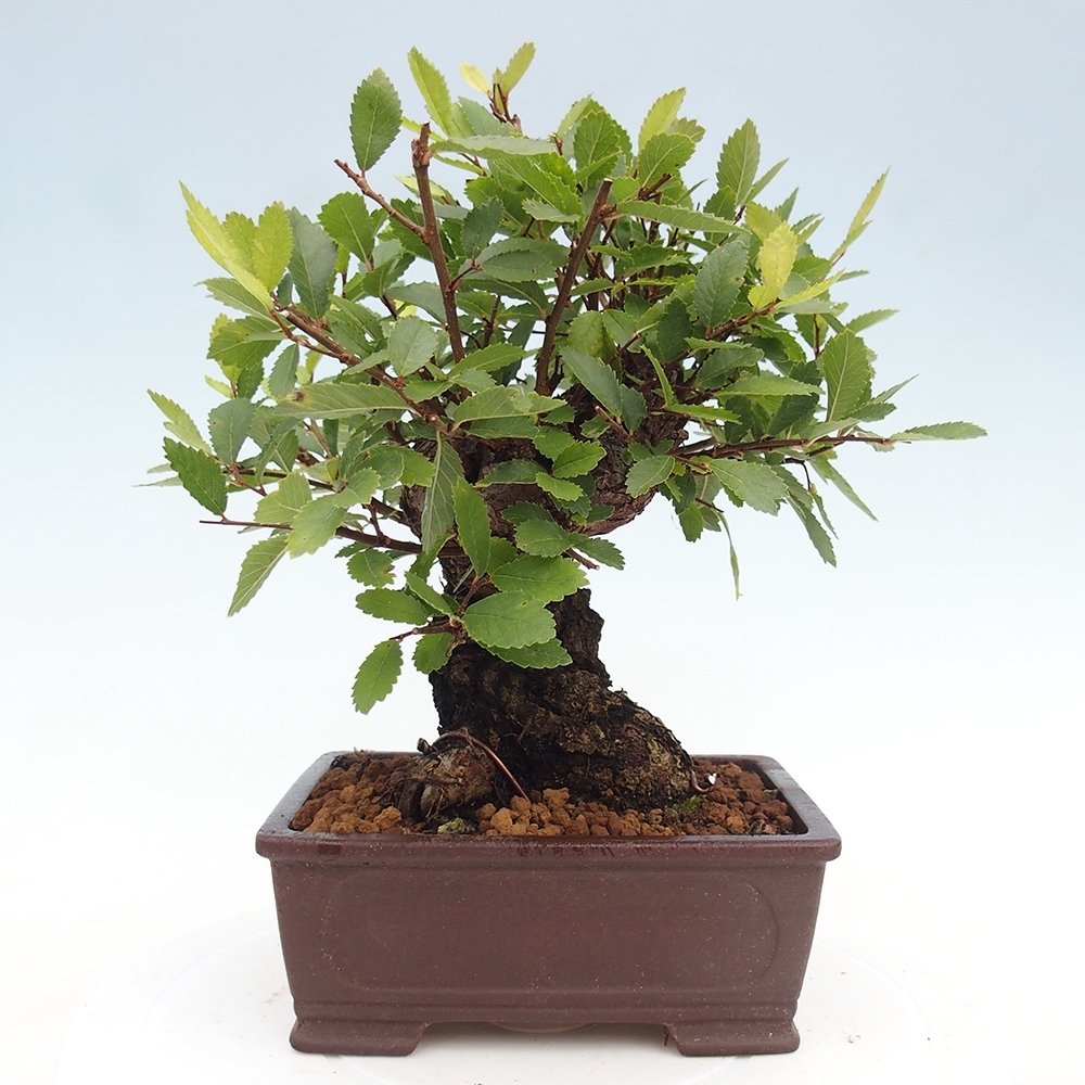 Bonsai na zewnątrz - Zelkova - Zelkova serrata