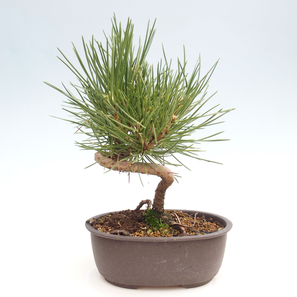 Bonsai ogrodowe - Pinus thunbergii - Sosna Thunbergia