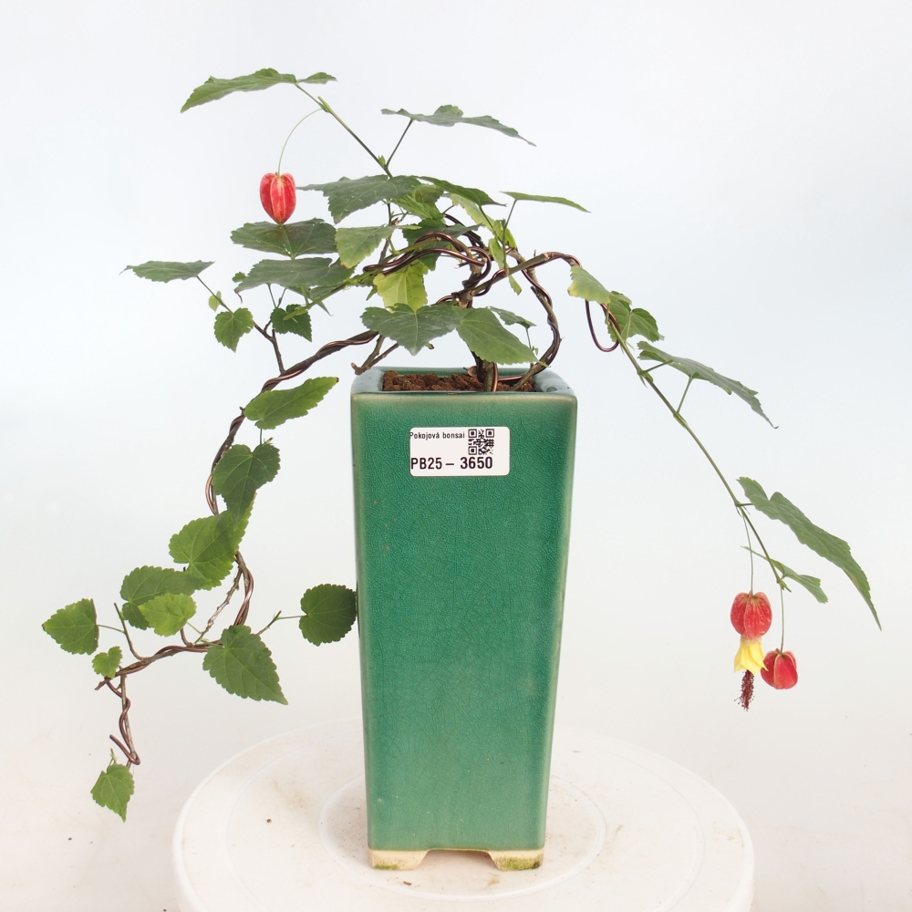 Bonsai domowe - Abutilon Big Bell - Cloudberry