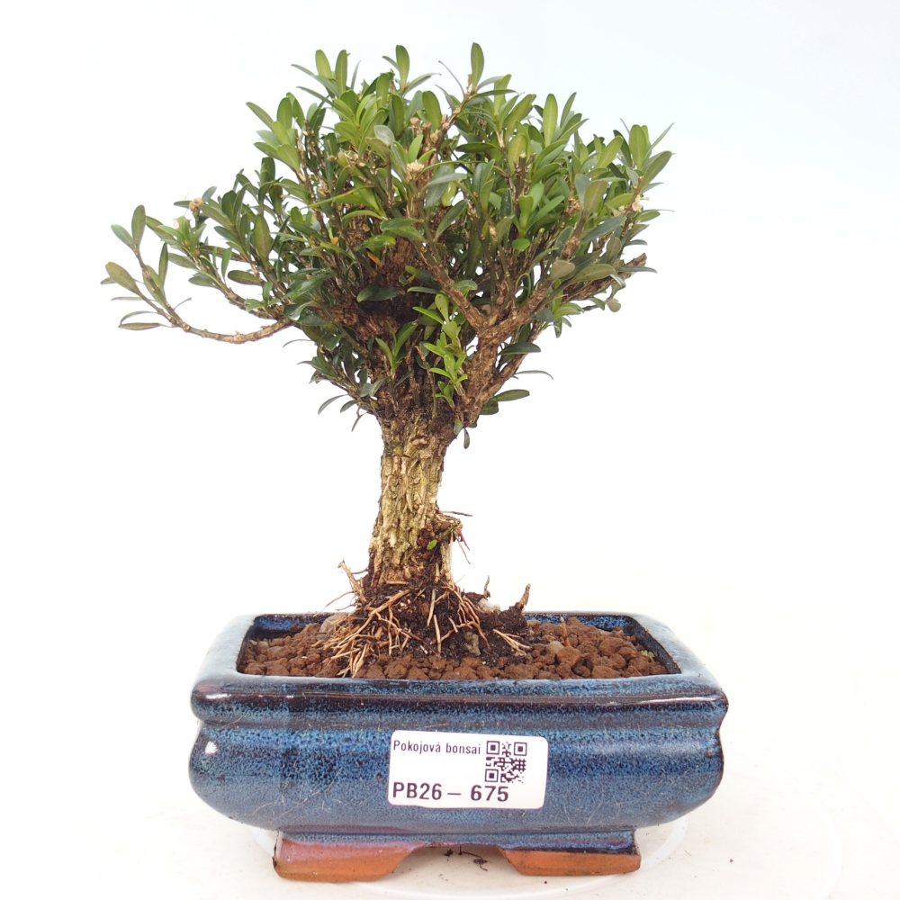Pokój bonsai - Buxus harlandii - buxus korkowy