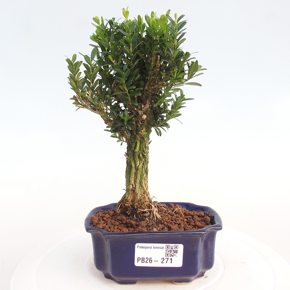 Pokój bonsai - Buxus harlandii - buxus korkowy