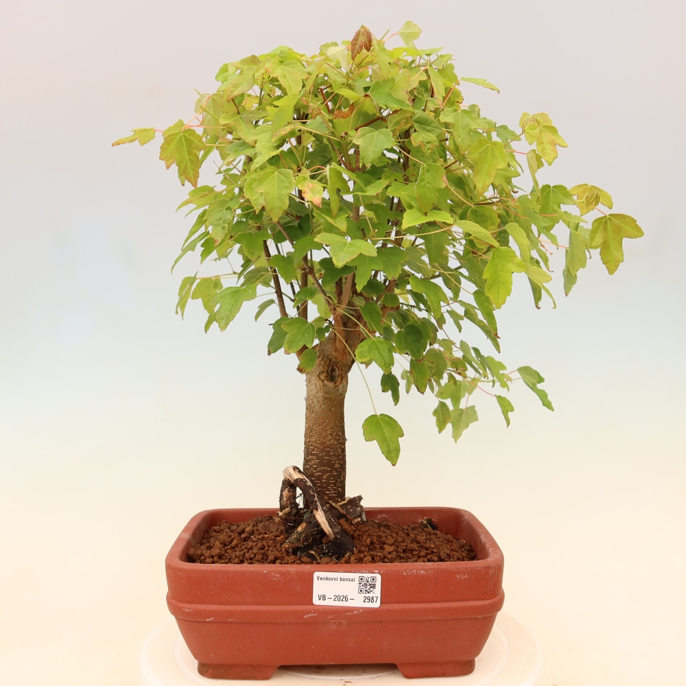 Outdoor bonsai - Klon burgeryjski - Acer burgerianum