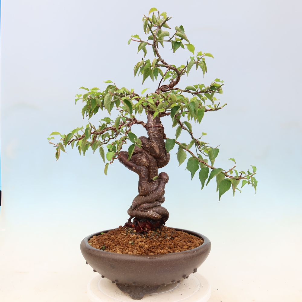 Bonsai ogrodowe – japońska śliwka – Prunus Mume