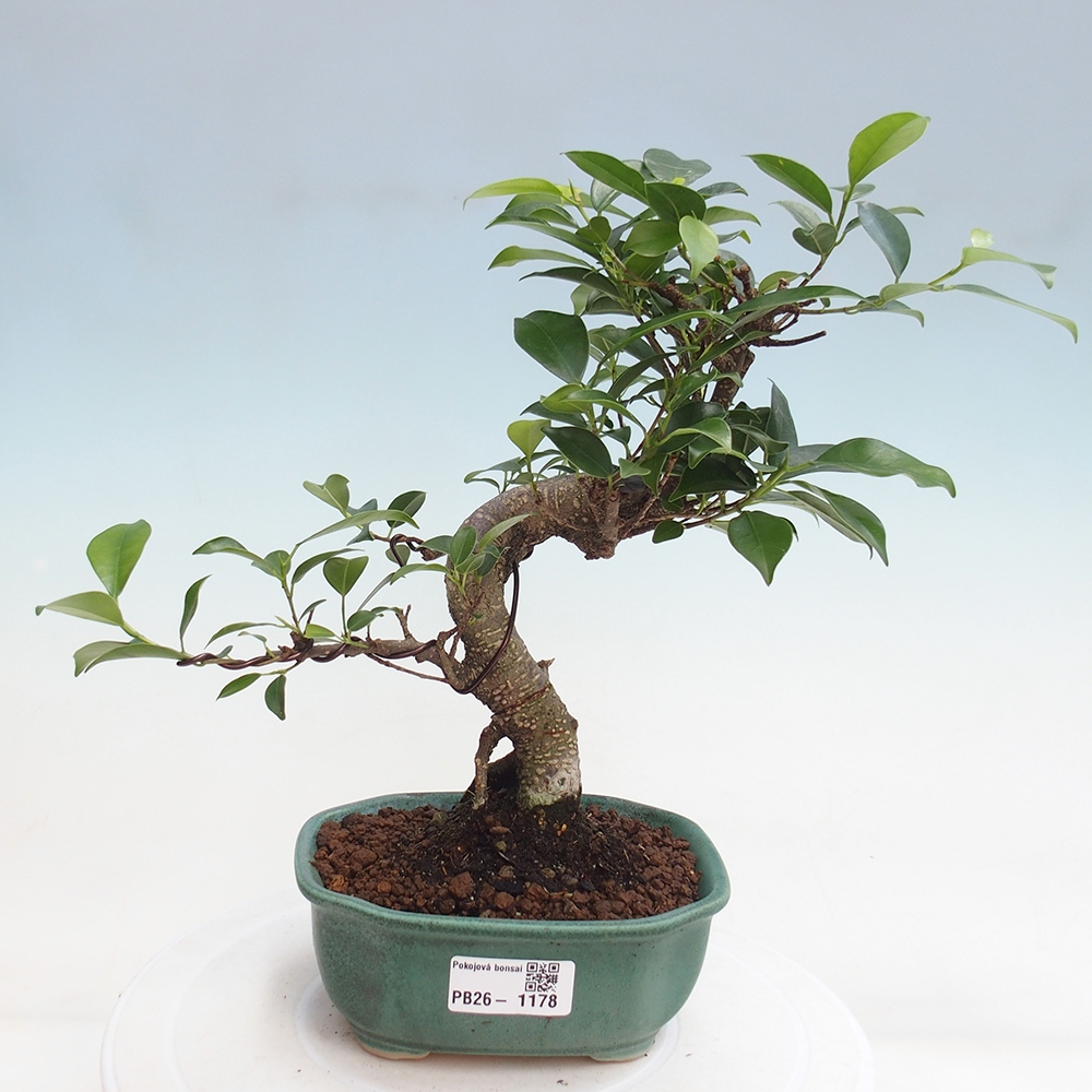 Pokój bonsai - Ficus retusa - figowiec drobnolistny