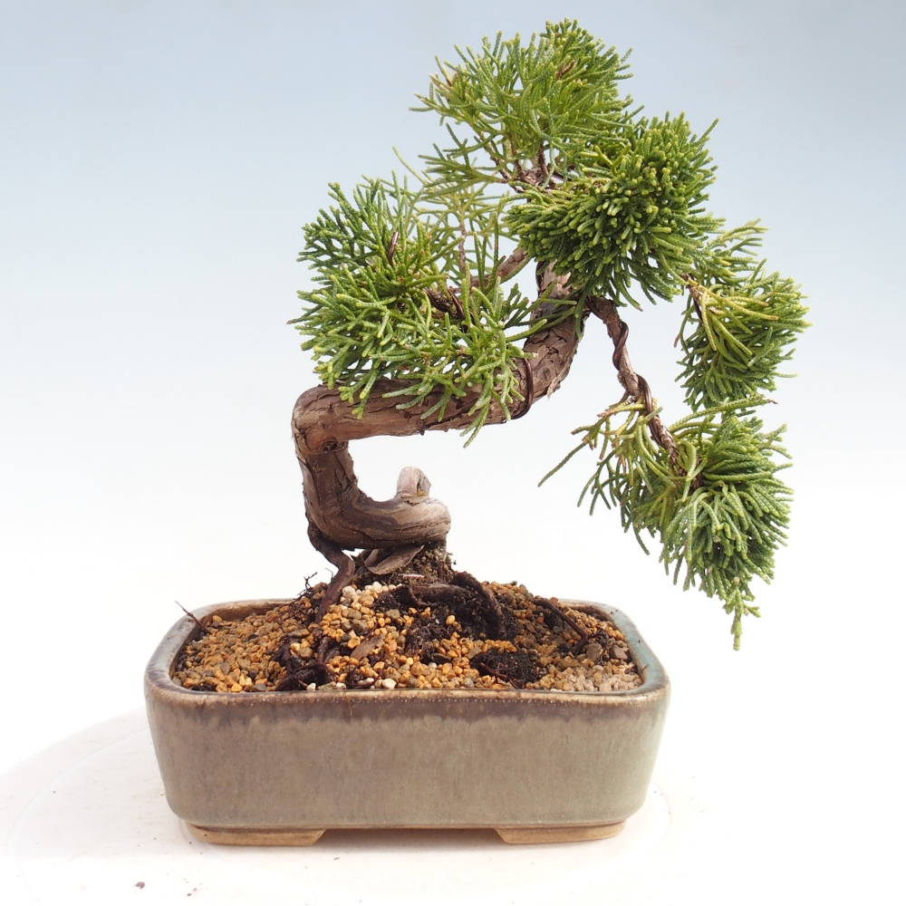 Outdoor bonsai - Juniperus chinensis Kishu