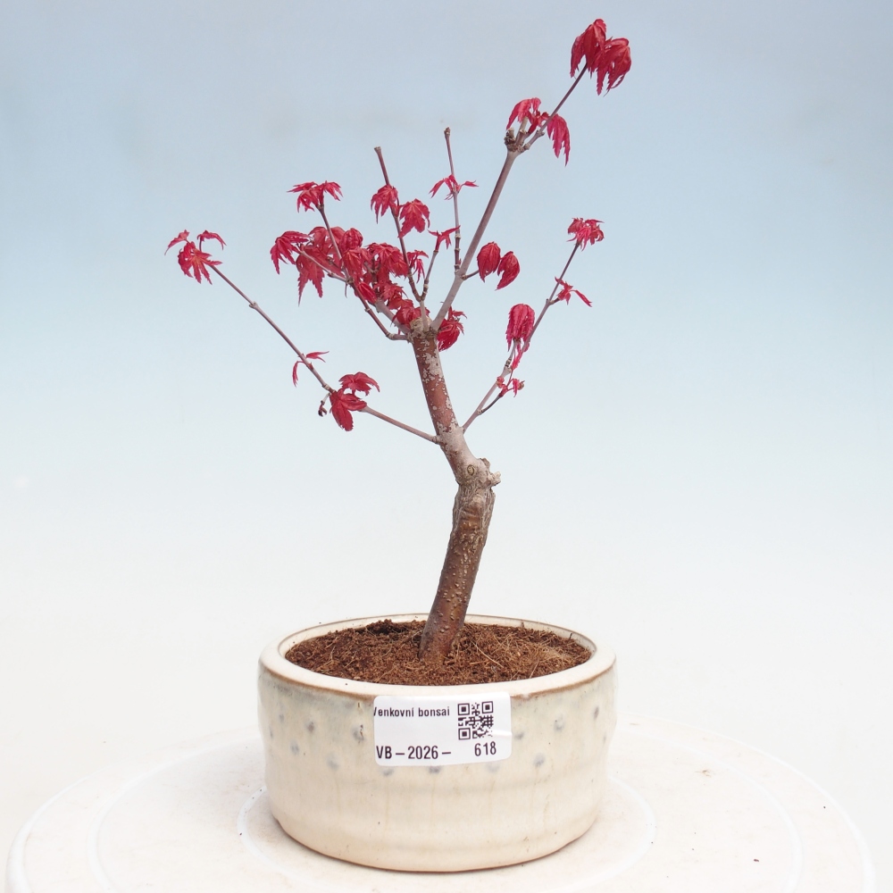 Outdoor bonsai - Acer palmatum DESHOJO