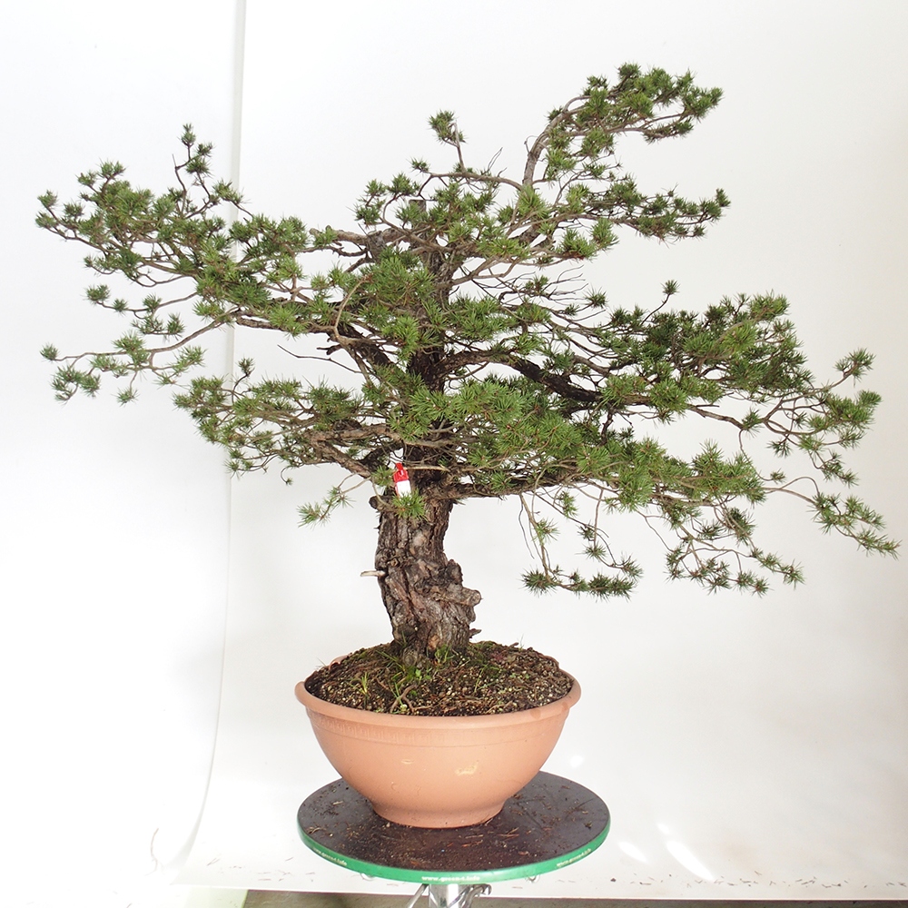 Yamadori - Pinus sylvestris Hiszpania