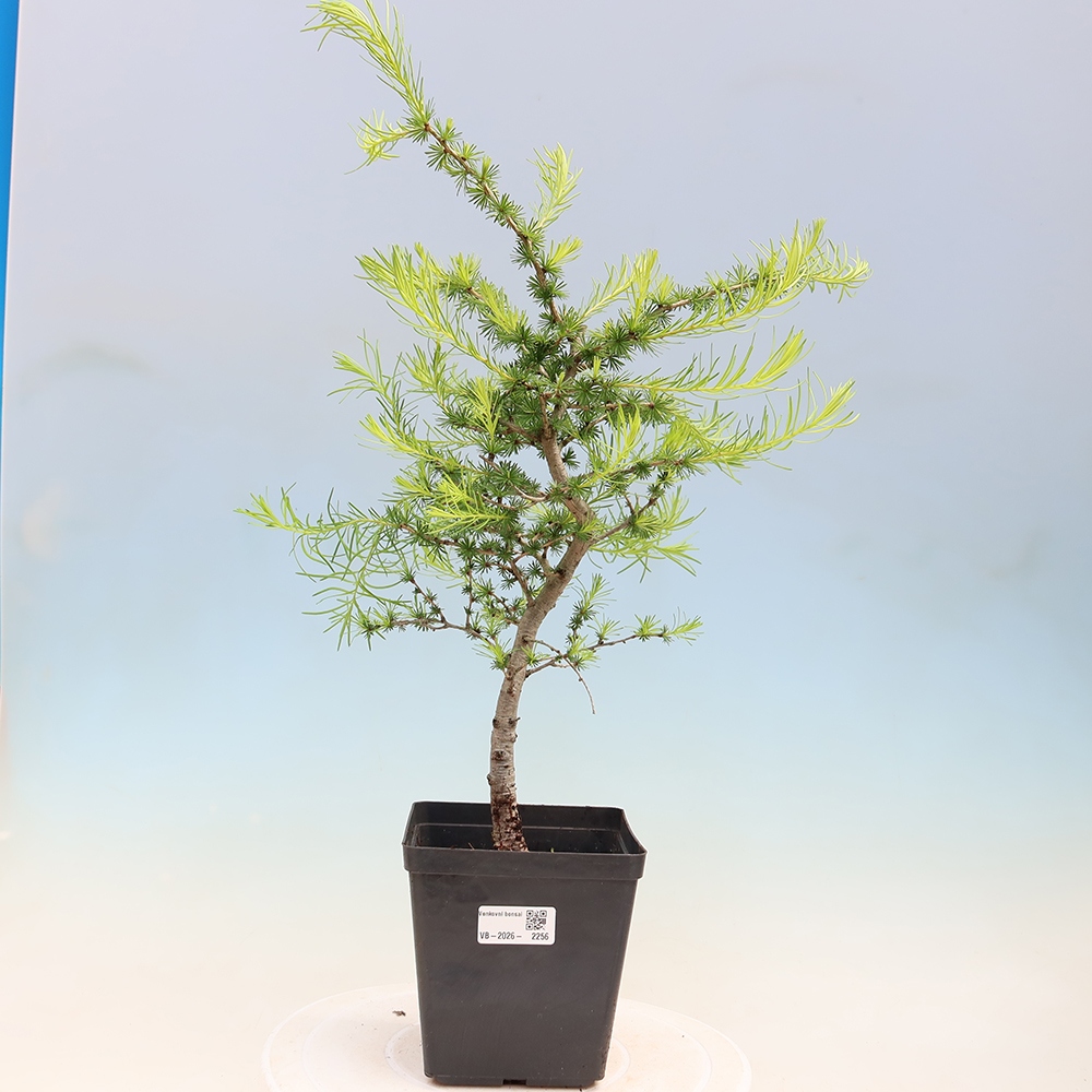 Bonsai zewnętrzne - Larix decidua - Modrzew