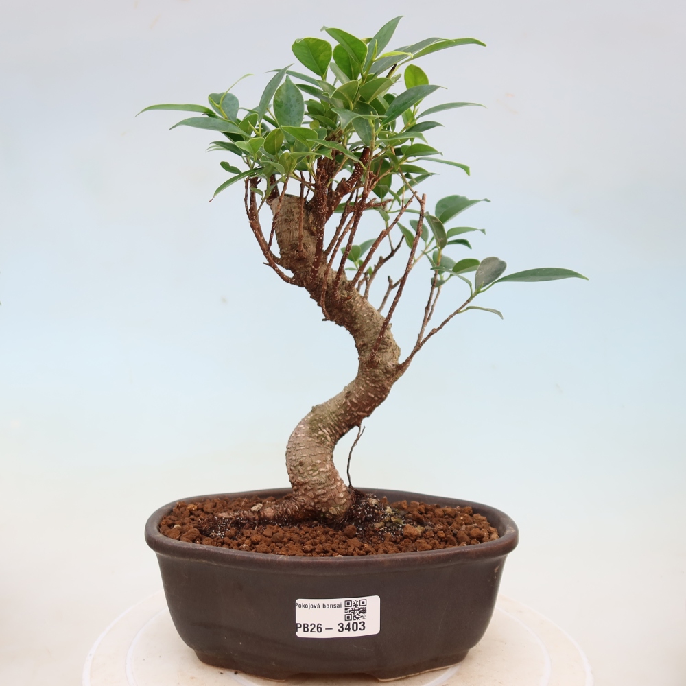 Pokój bonsai - Ficus kimmen - figowiec drobnolistny