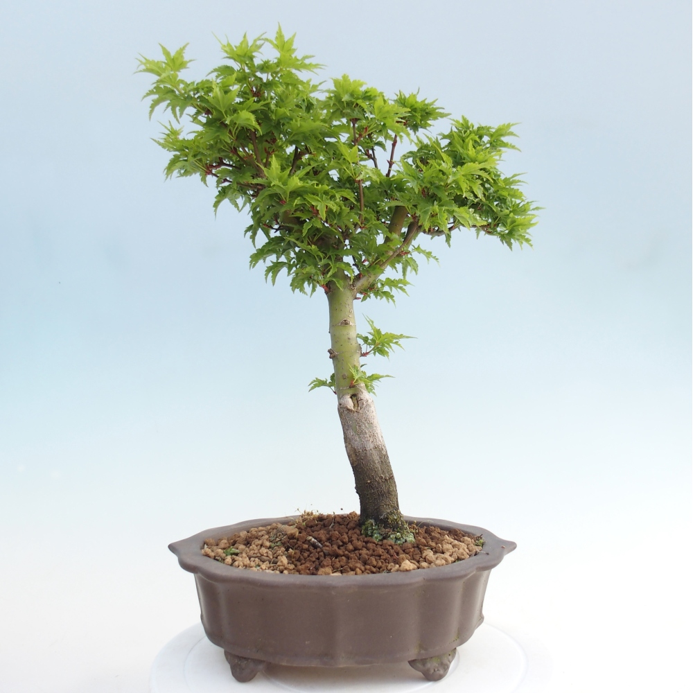 Outdoor bonsai - palma jaworowa Acer palmatum Shishigashira