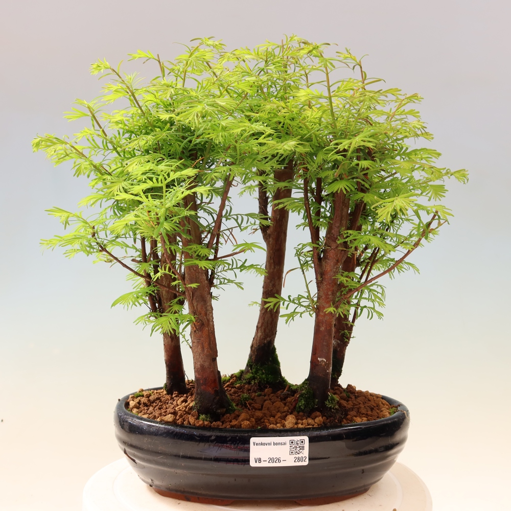 Bonsai ogrodowe – Metasequoia glyptostroboides – metasekwoja chińska – zagajnik