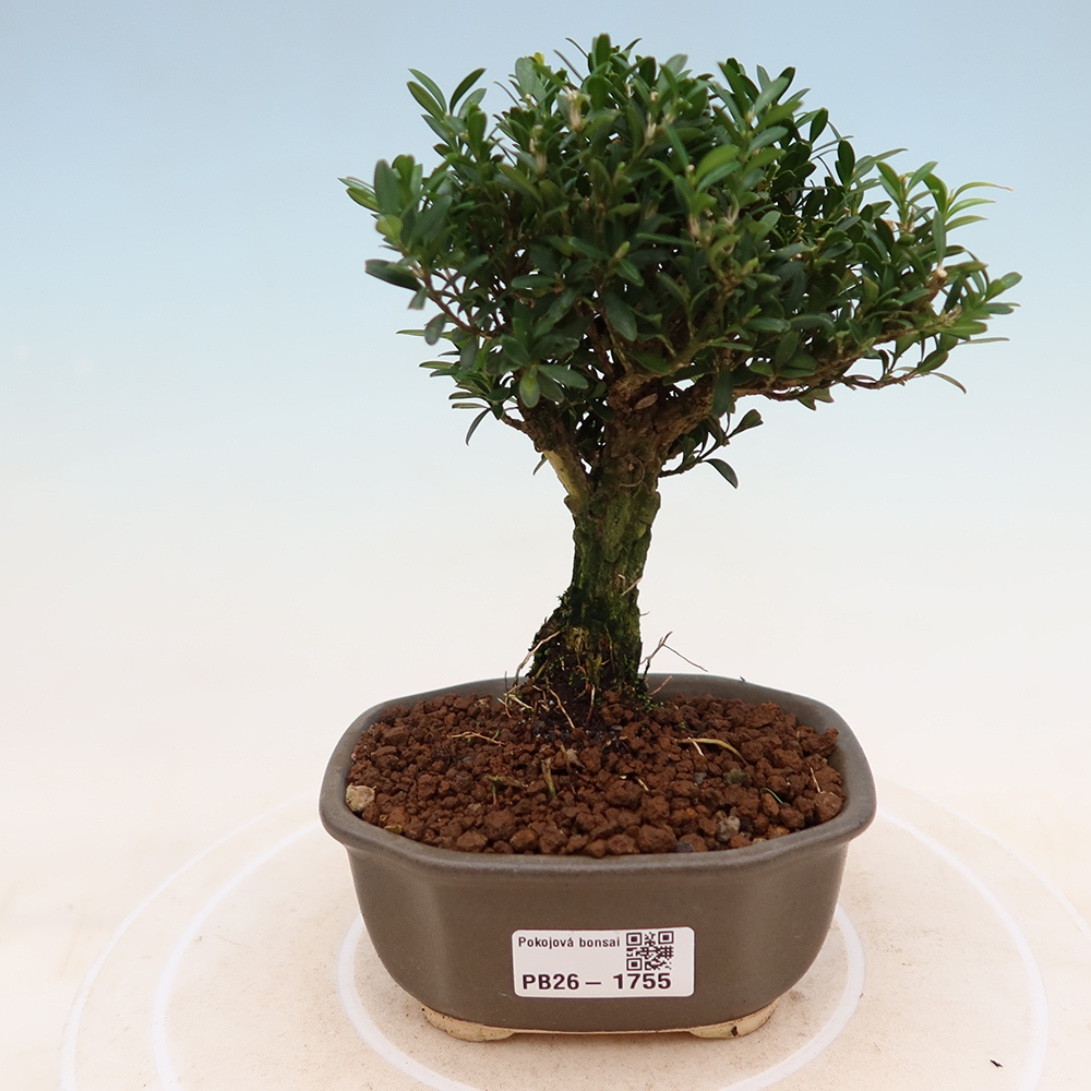 Pokój bonsai - Buxus harlandii - buxus korkowy