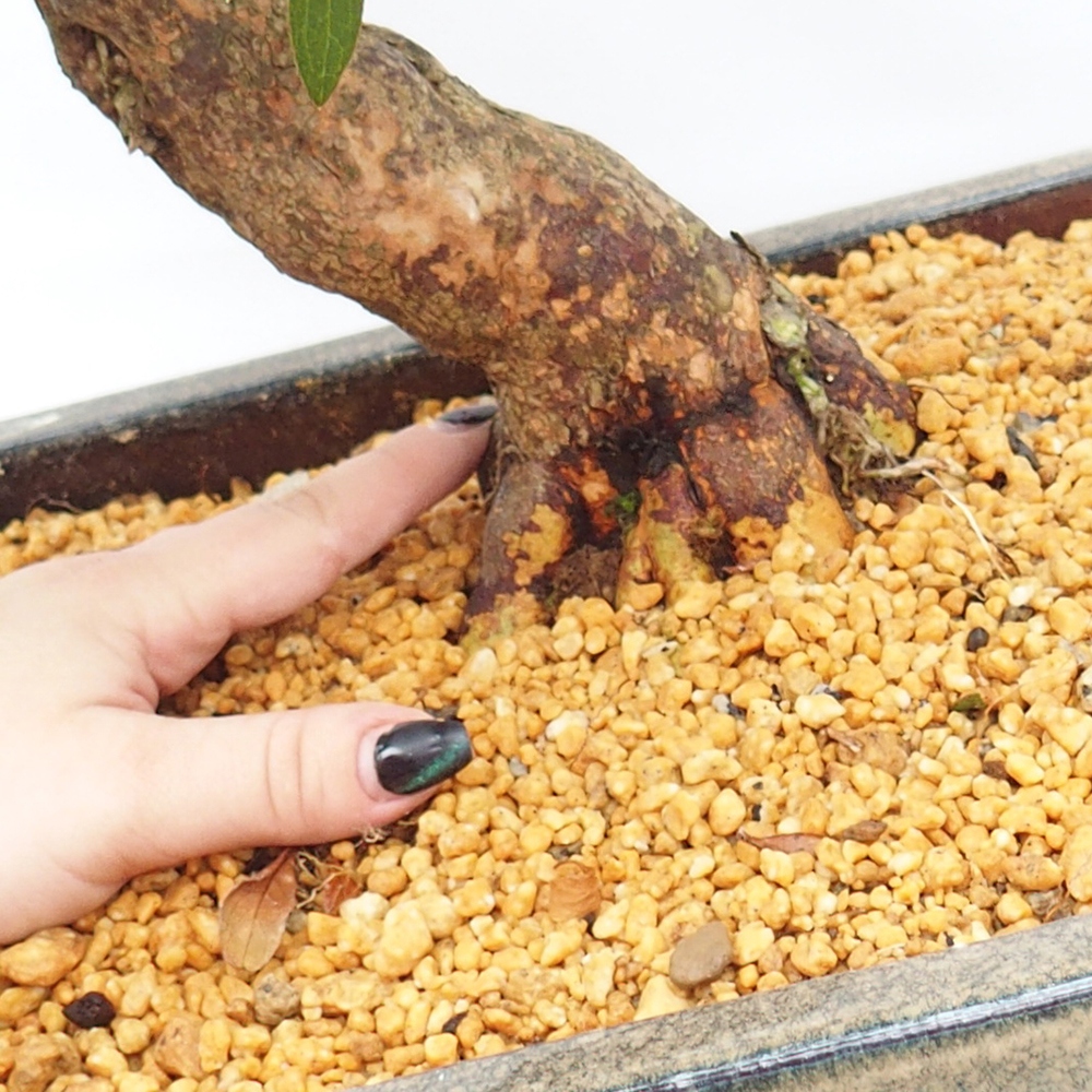 Bonsai zewnętrzne - Azalia japońska - Azalia satsuki