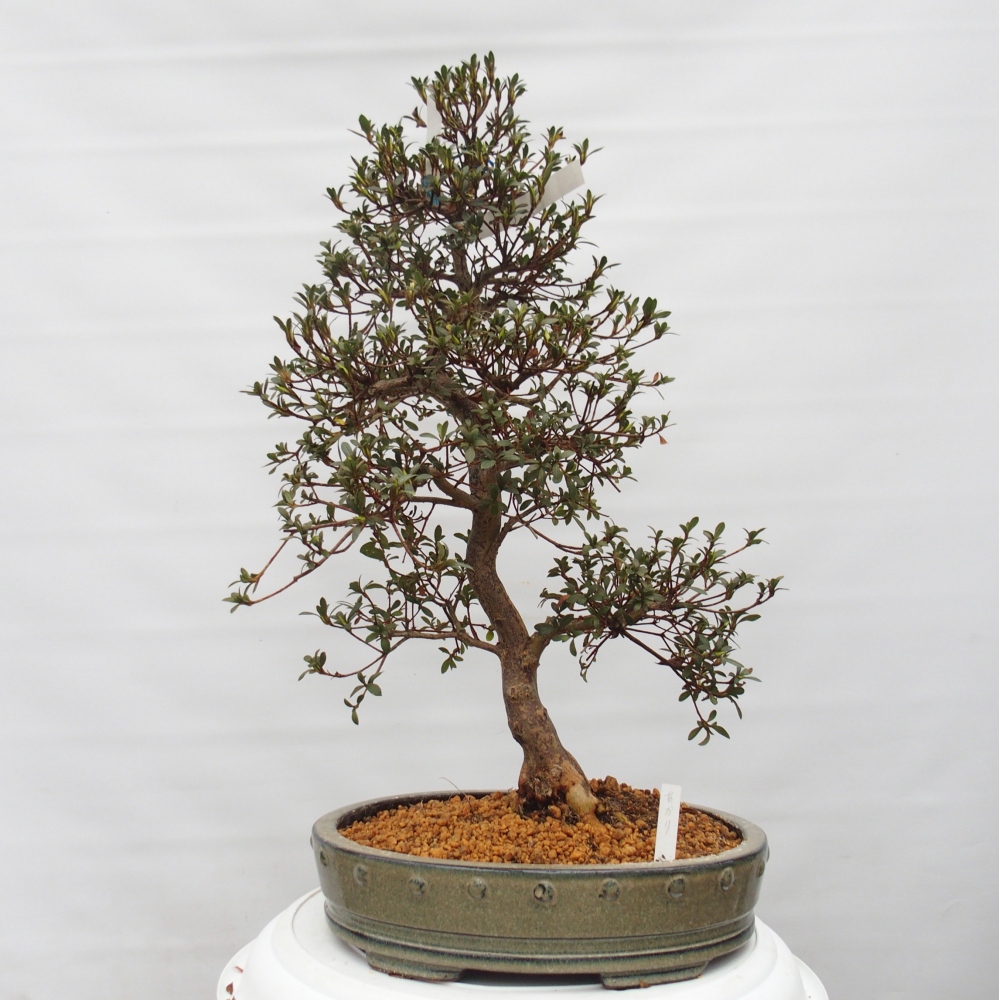 Bonsai zewnętrzne - Azalia japońska - Azalia Akari