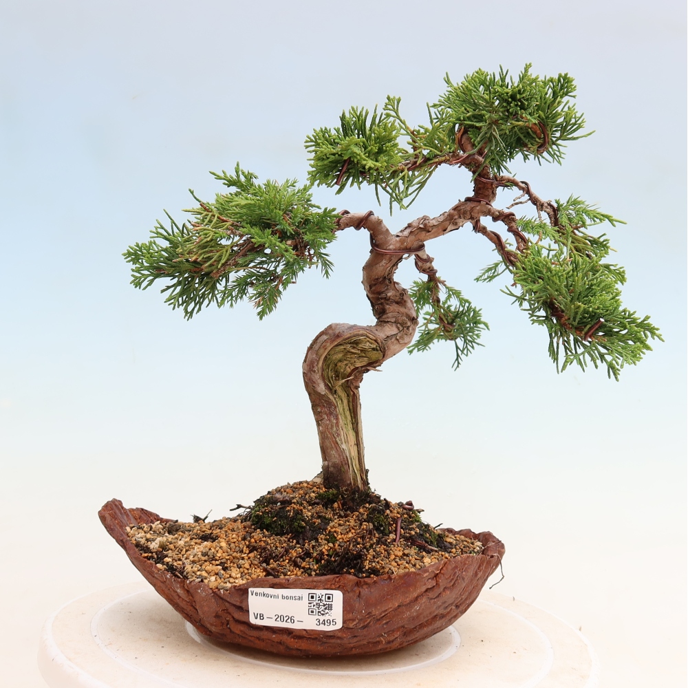 Bonsai ogrodowe – Juniperus chinensis Itoigawa – jałowiec chiński