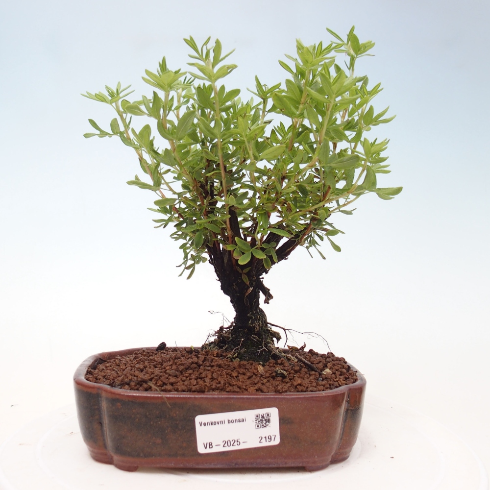 Outdoor bonsai-Pięciolistnik - Potentila fruticosa żółty Ptak
