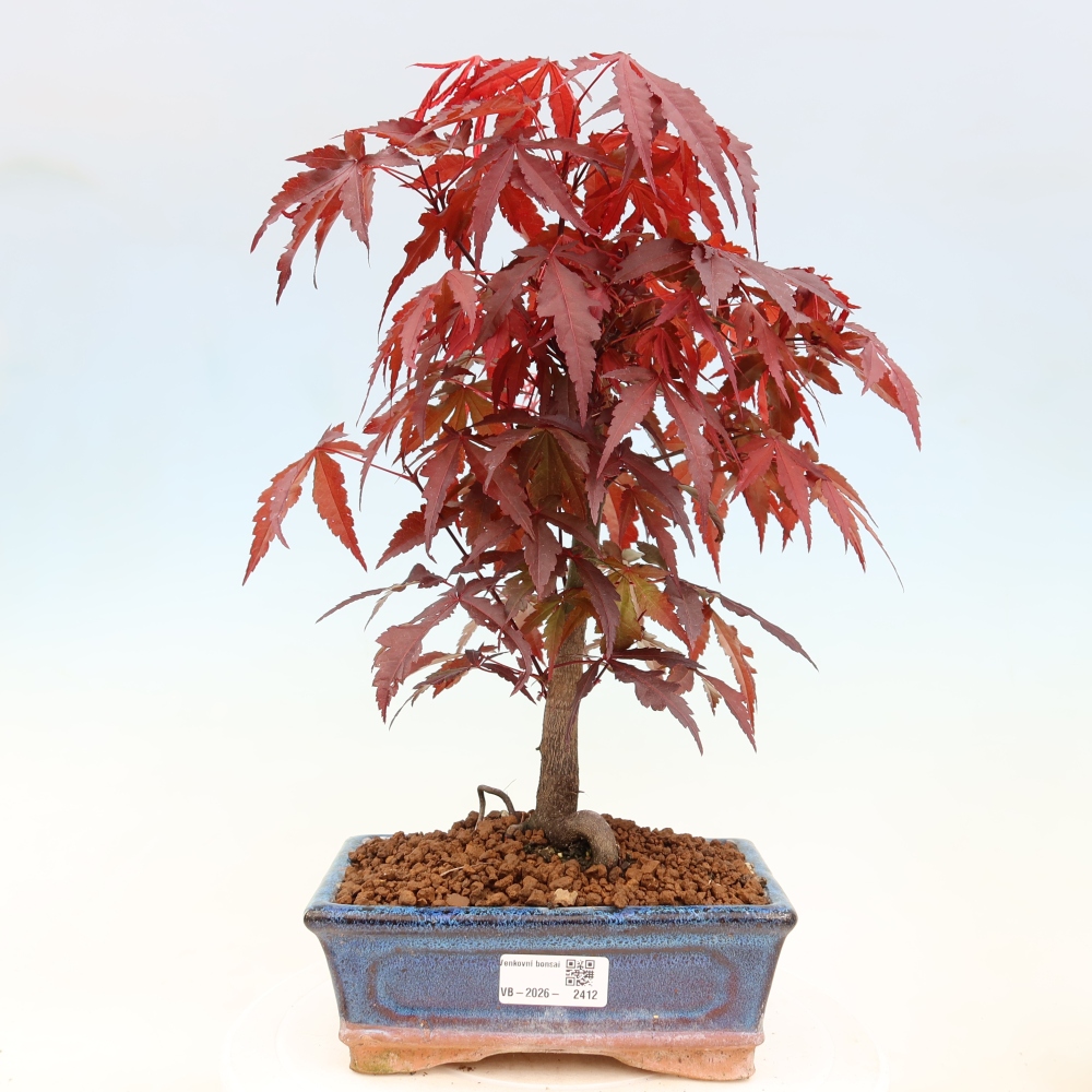 Bonsai na zewnątrz - Palma Acer. Atropurpureum-Javor palmate