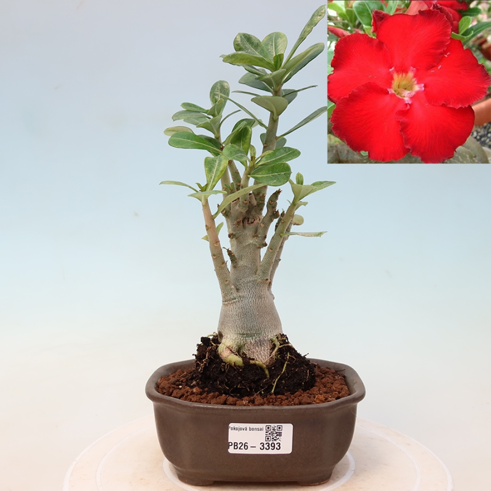 Bonsai pokojowe – Adenium obesum Red Star – Róża pustynna