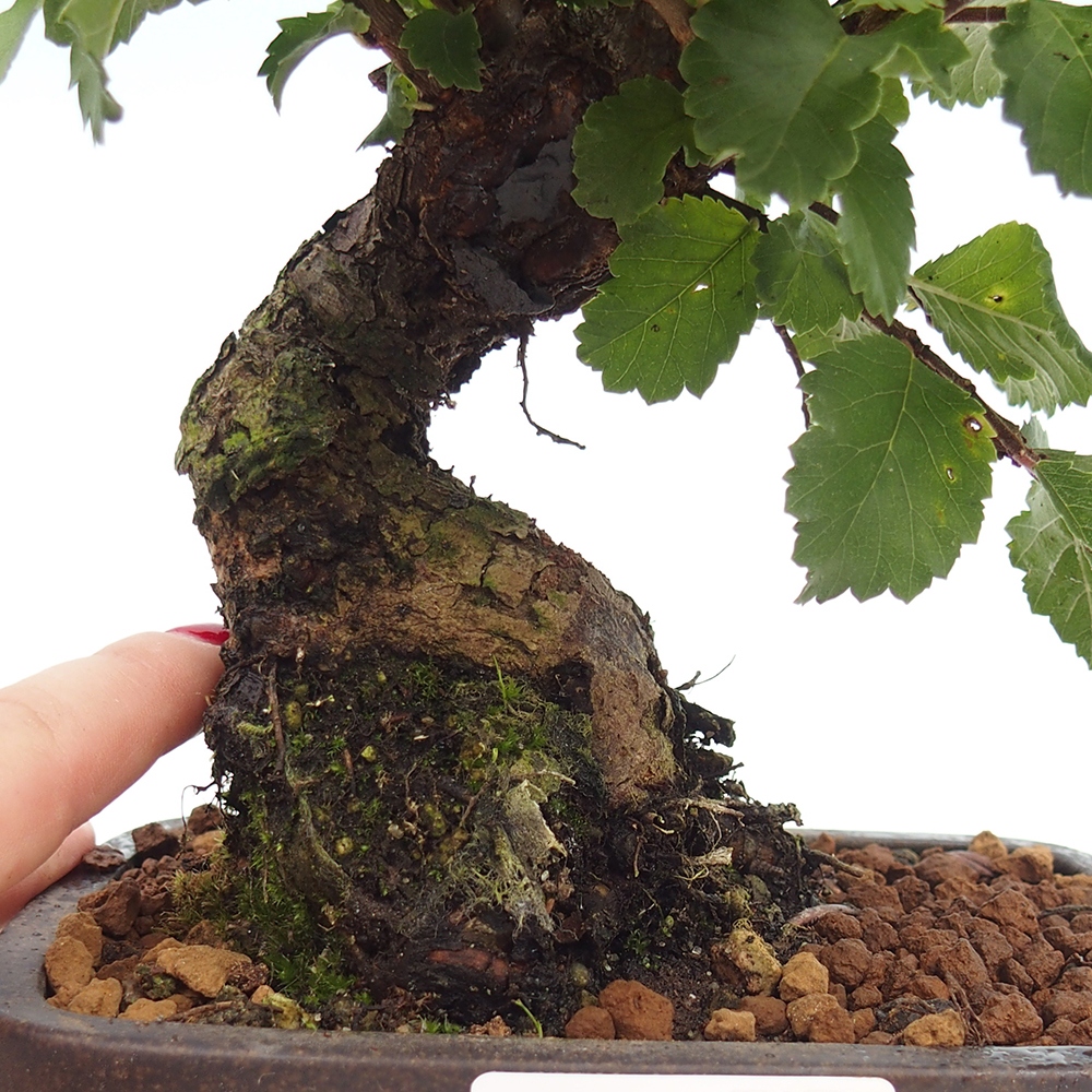 Bonsai zewnętrzne - Zelkova - Zelkova NIRE