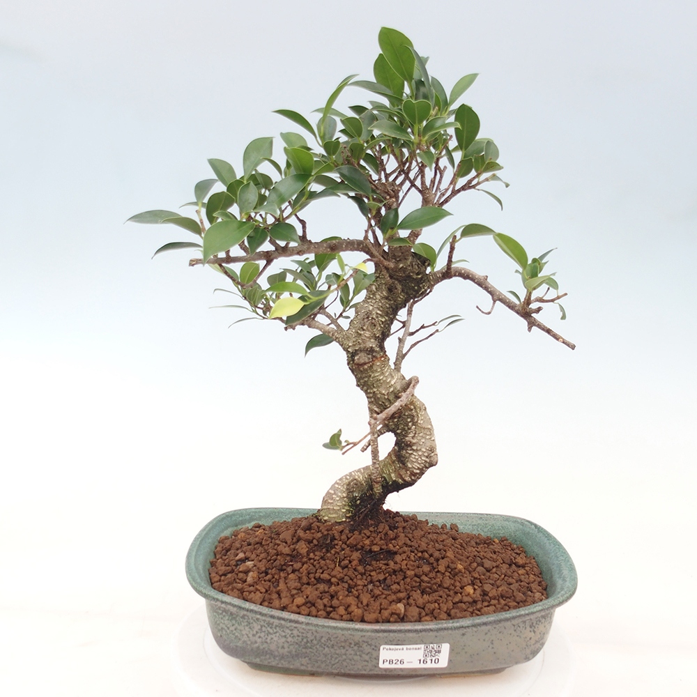 Pokój bonsai - Ficus kimmen - figowiec drobnolistny