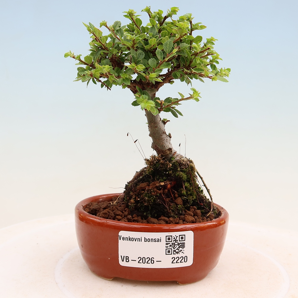Bonsai ogrodowe – Ulmus parvifolia Sagei – wiąz drobnolistny