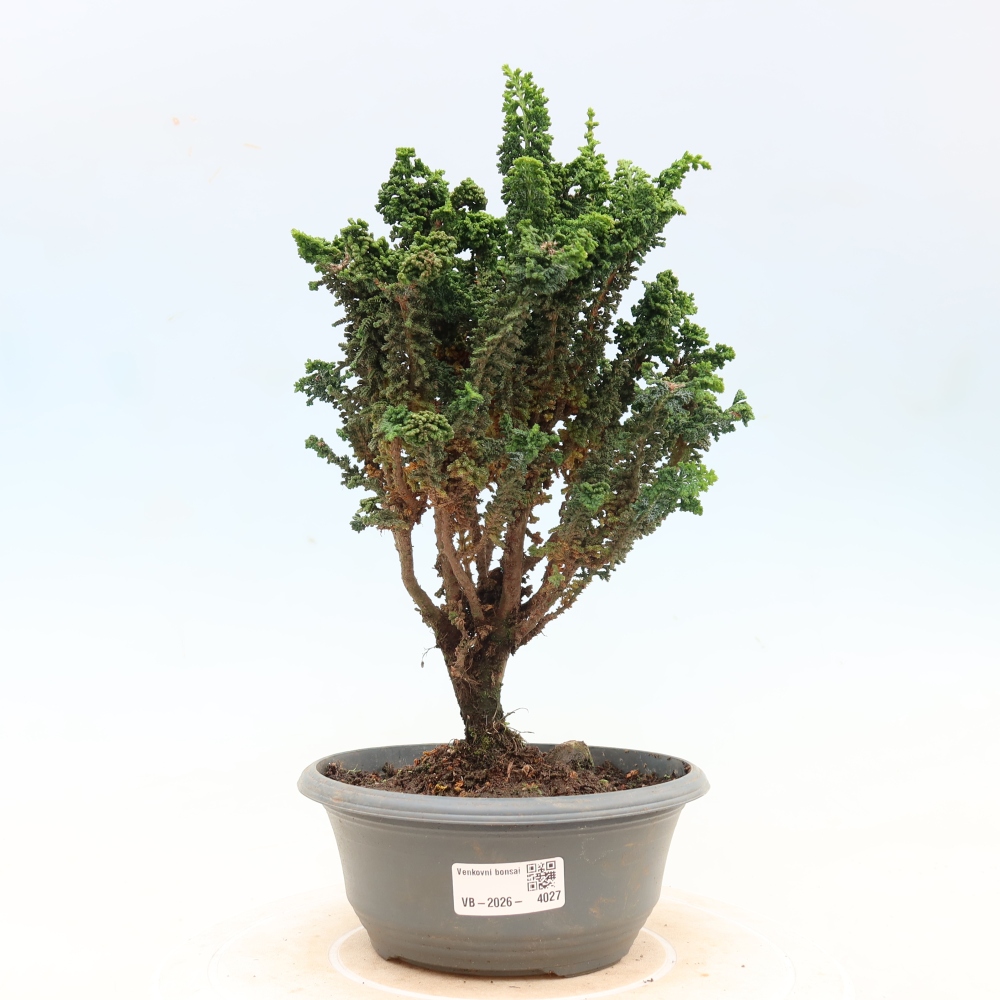 Bonsai zewnętrzne - Cham. obtusa SEKKA HINOKI - Cyprys