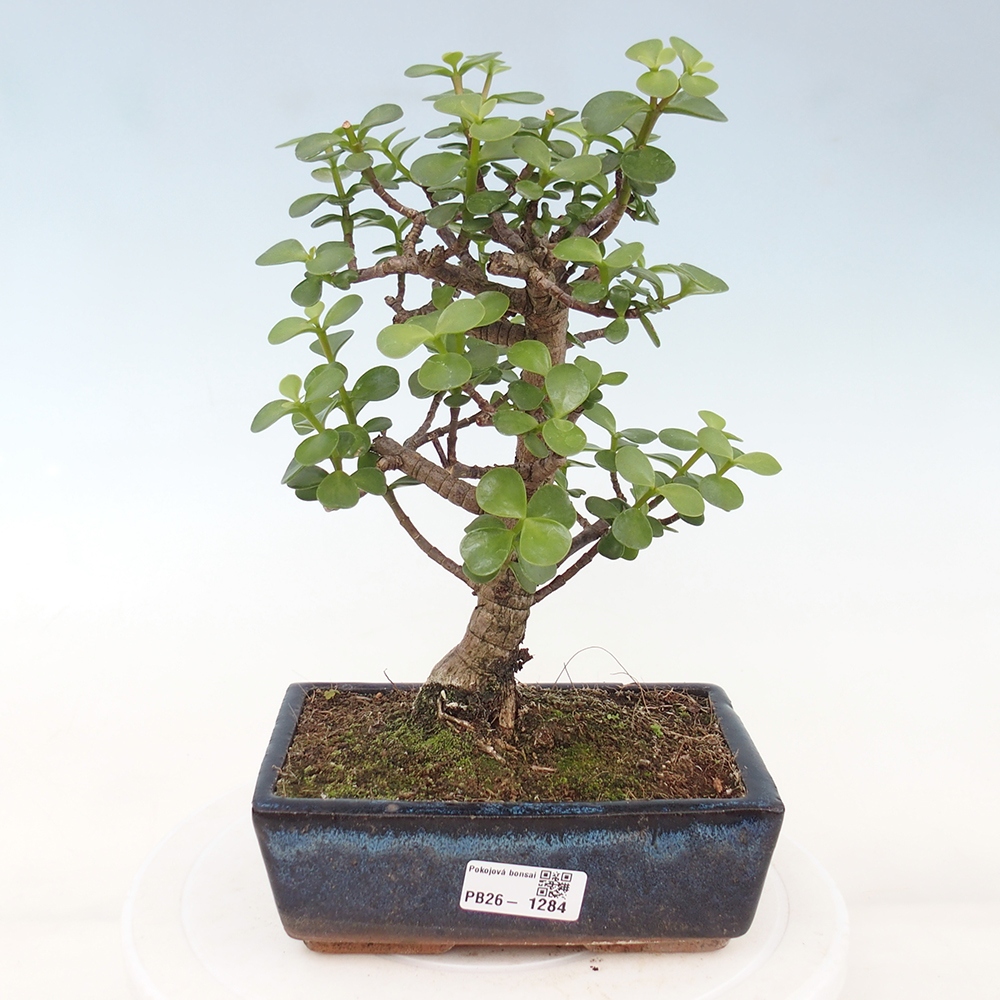 Pokój bonsai - Portulakaria Afra - Tlustice