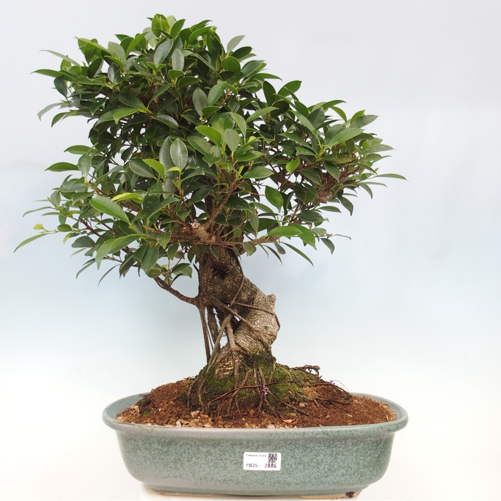 Bonsai pokojowe - Ficus kimmen - figowiec drobnolistny - WYŁĄCZNIE ODBIÓR OSOBISTY lub transport paletowy