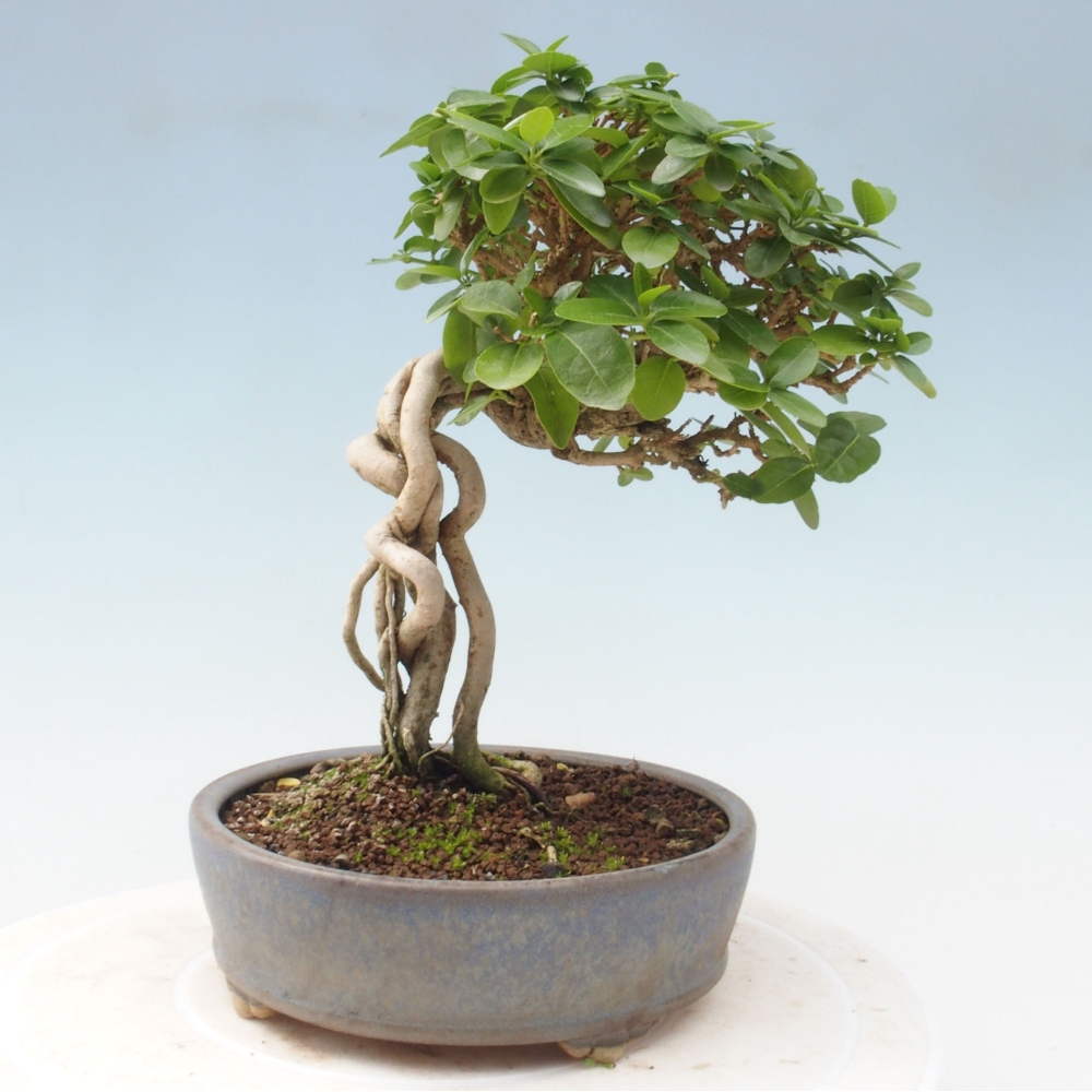Bonsai wewnętrzne - Premna serratifolia - Kozlovon drobnolistny