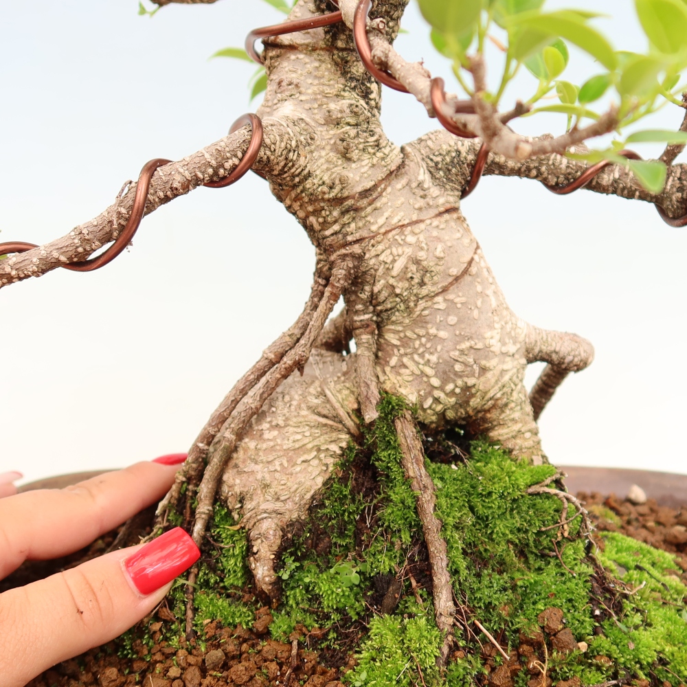 Pokój bonsai - Ficus kimmen - figowiec drobnolistny