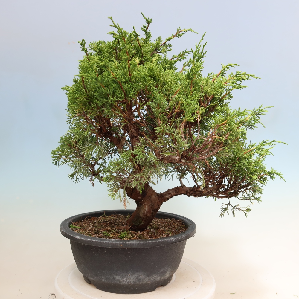 Bonsai ogrodowe – Juniperus chinensis Itoigawa – jałowiec chiński