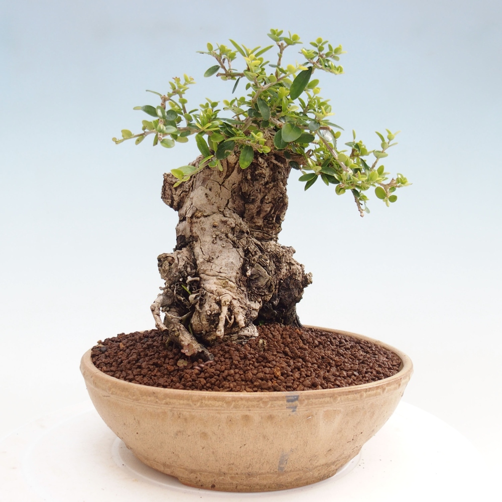 Kryte bonsai - Olea europaea sylvestris - Europejska oliwa z małych liści