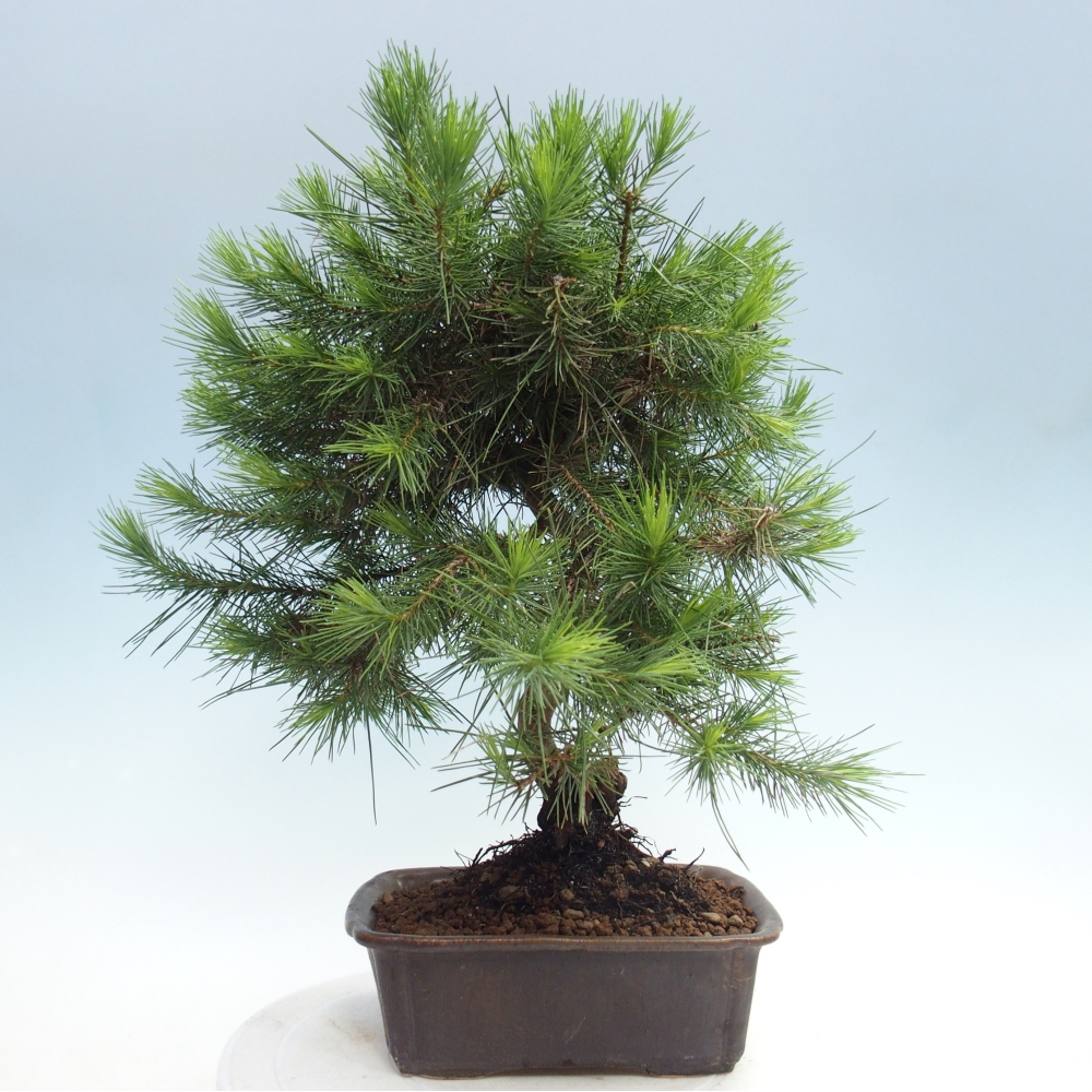 Pokój bonsai - Pinus halepensis - Sosna z Aleppo