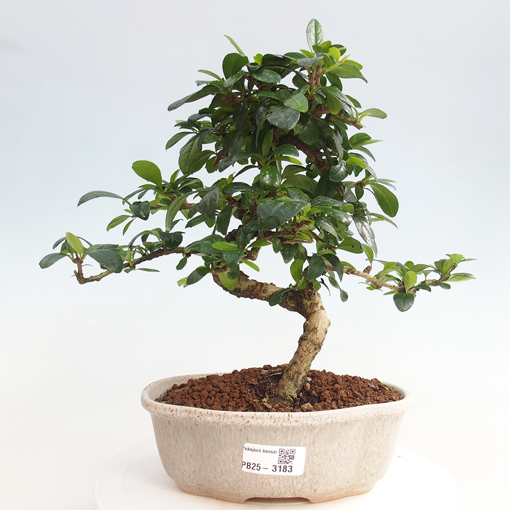 Pokój bonsai - Carmona macrophylla - Tea fuki