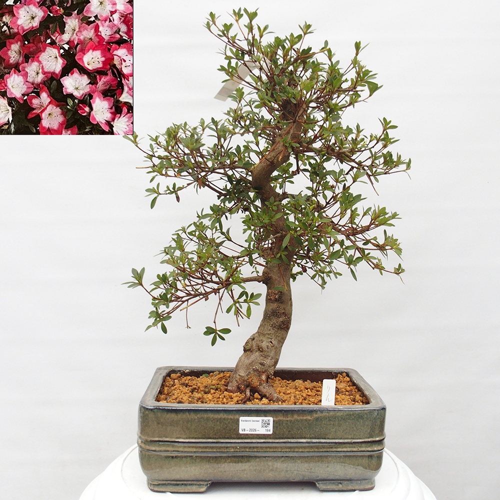 Bonsai zewnętrzne - Azalia japońska - Azalia Rin