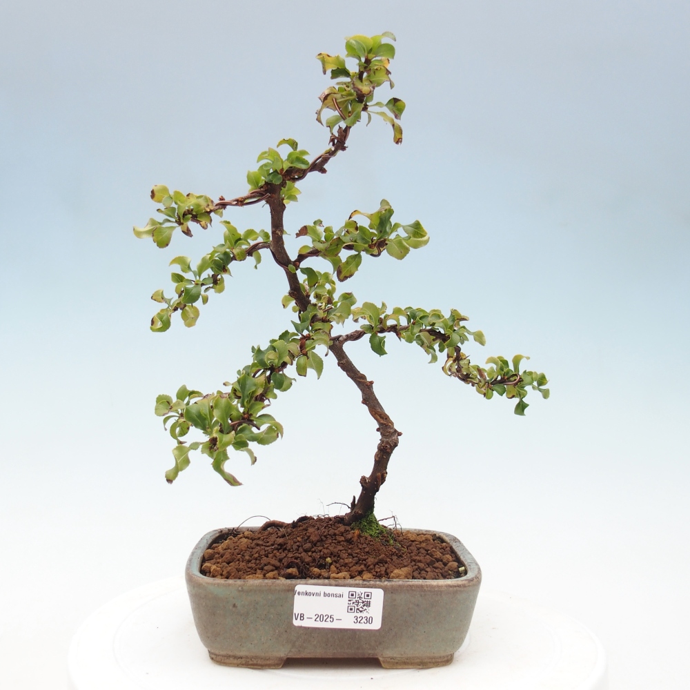 Bonsai zewnętrzne - Chaneomeles s. Red Joy - Pigwa