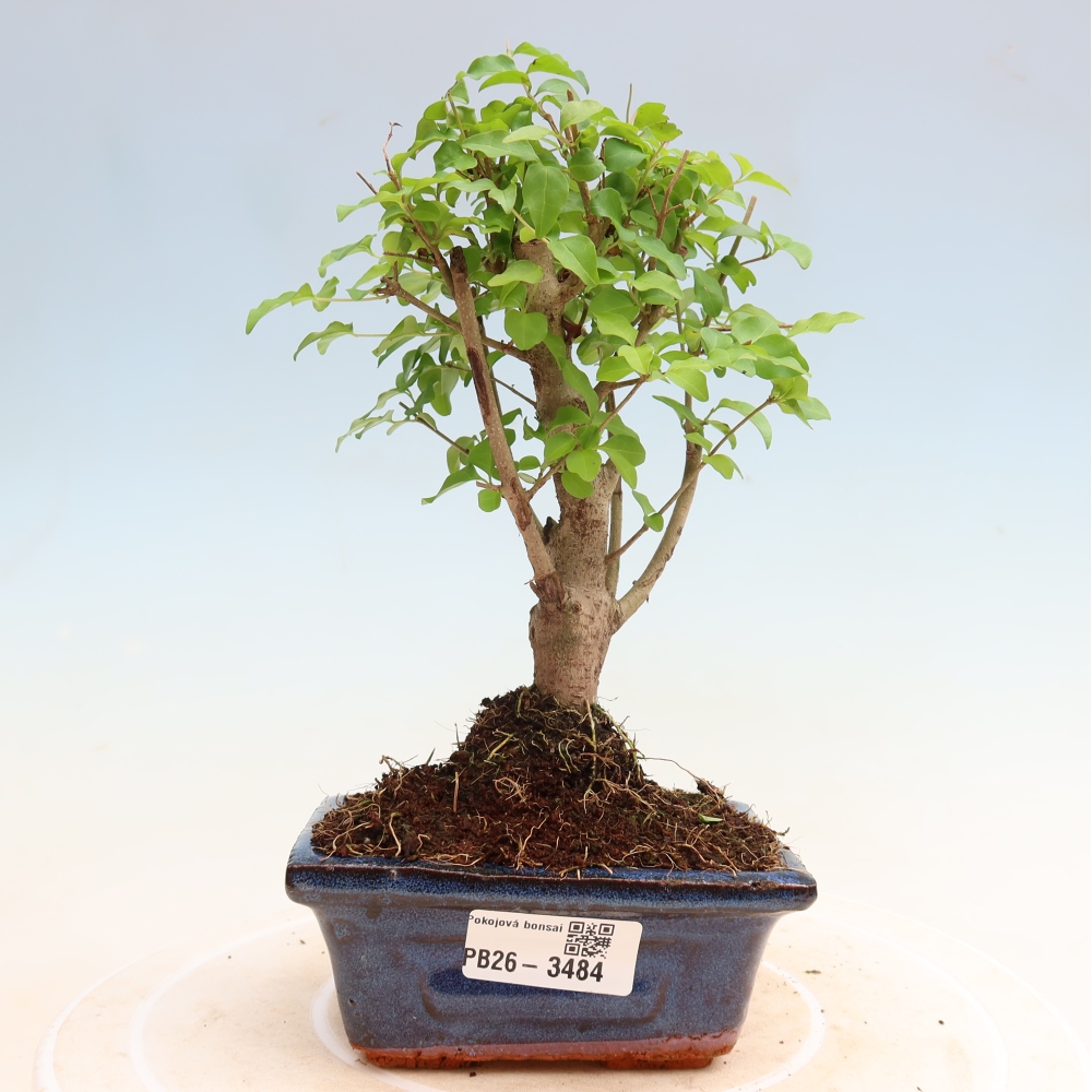 Pokój bonsai - Ligustrum chinensis - Dziób ptaka