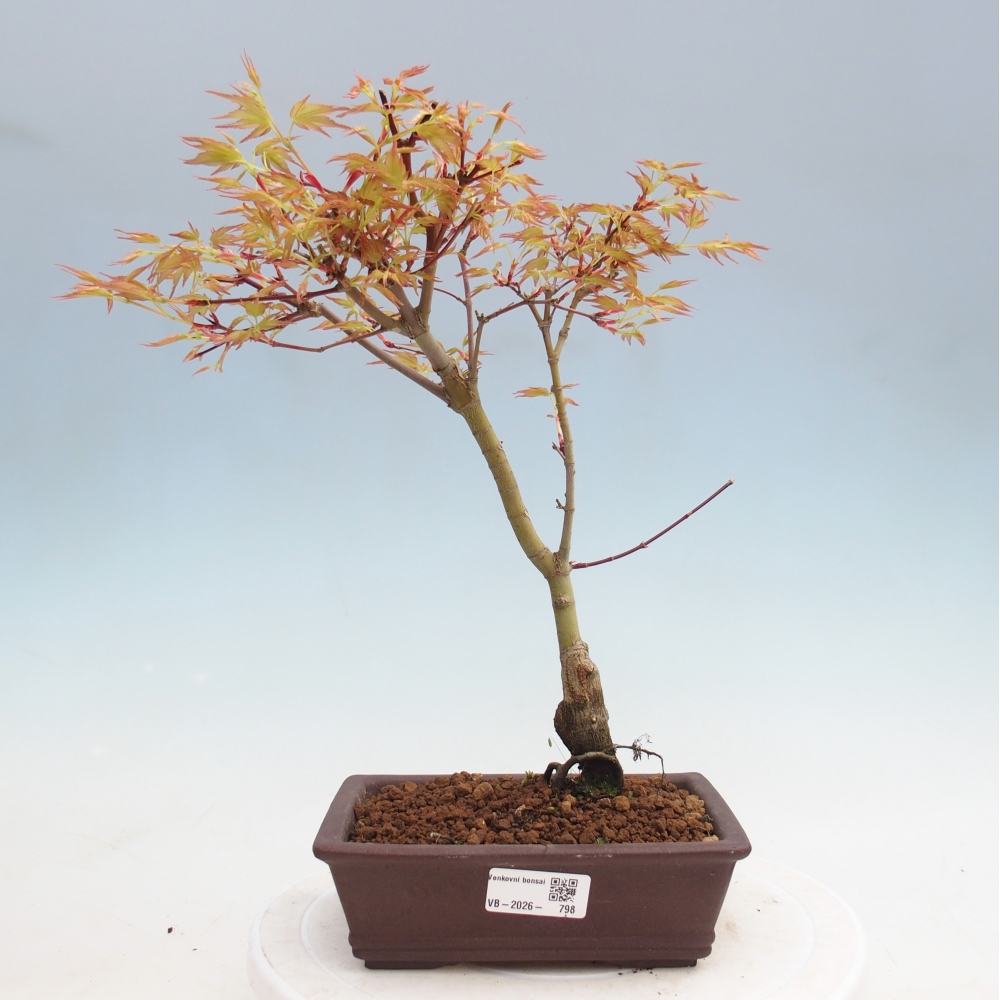 Klon pospolity - Acer palmatum Beni Tsukasa