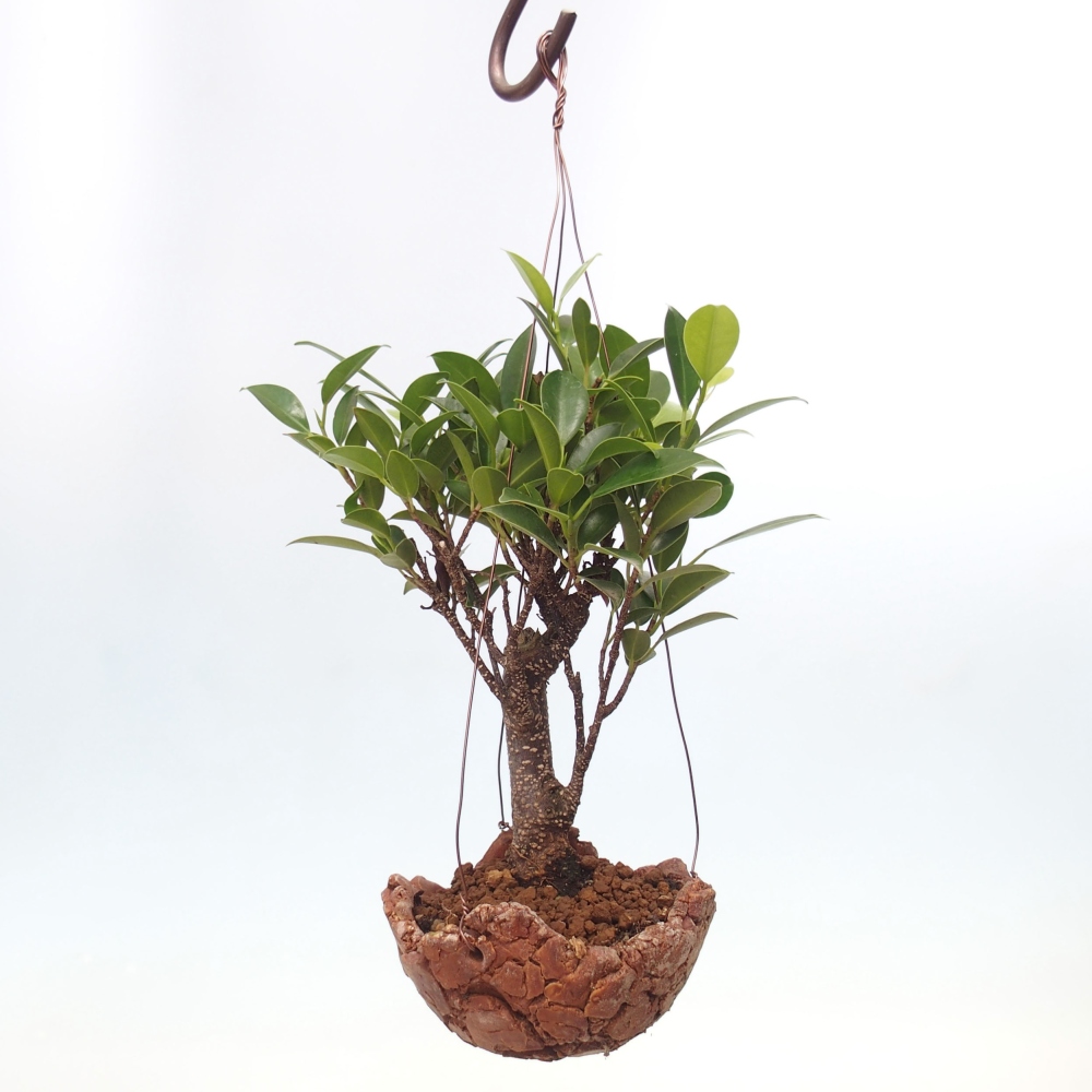 Kokedama w ceramice - figowiec drobnolistny - Ficus kimmen