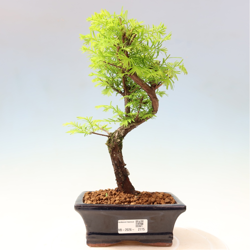 Outdoor bonsai - Metasequoia glyptostroboides - Metasekwoja chińska