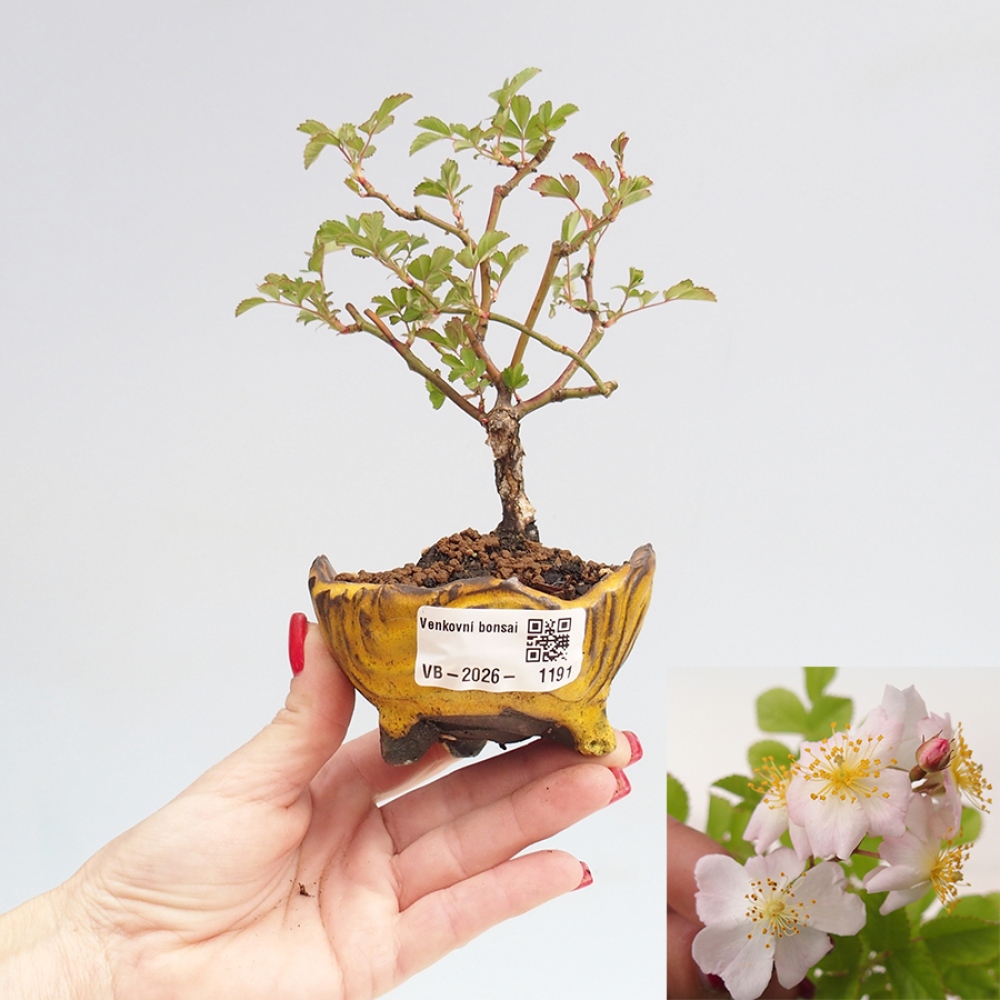 Outdoor bonsai - Rosa sp. - róża drobnokwiatowa