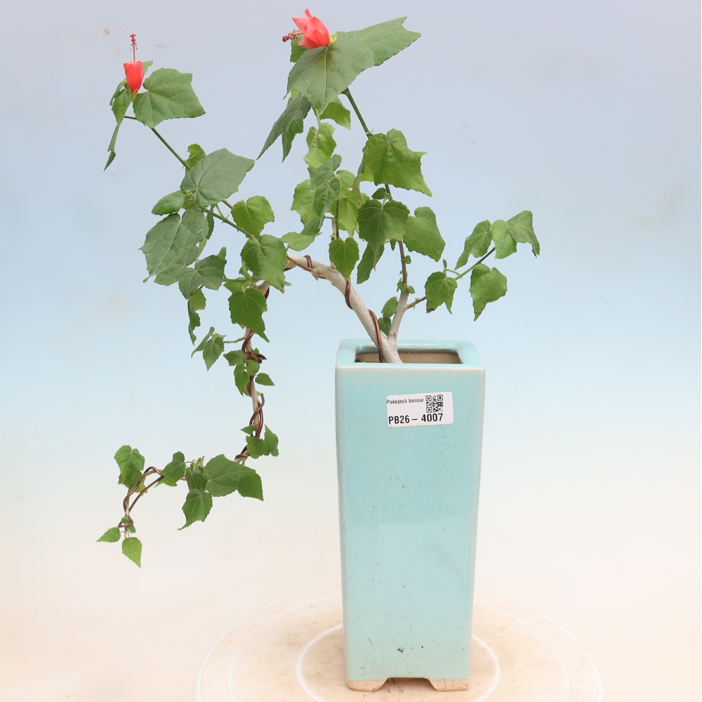 Bonsai domowe - Malvaviscus arboreus