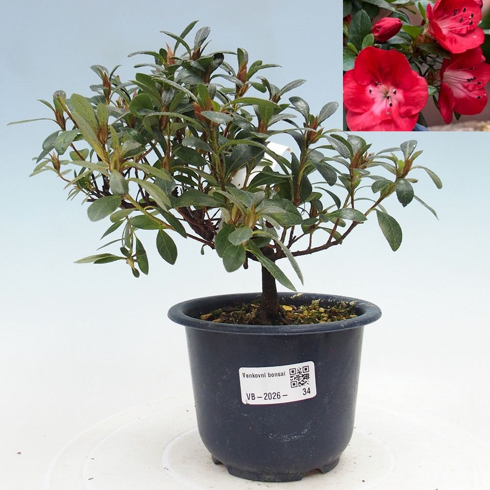 Bonsai zewnętrzne - Azalia japońska - Azalia Benibeni
