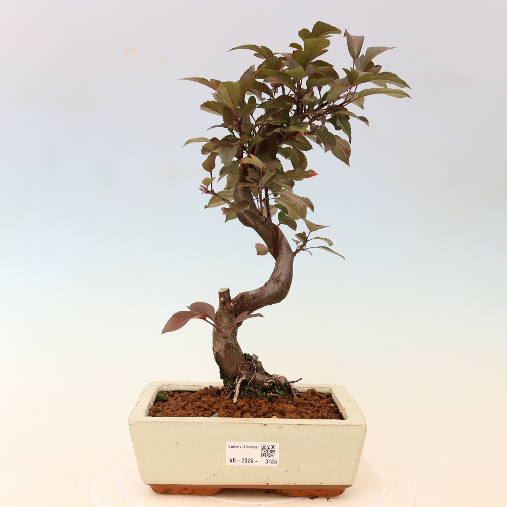Outdoor bonsai - Malus domestica - Jabłoń czerwonolistna o małych owocach